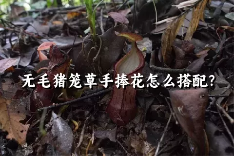 无毛猪笼草手捧花怎么搭配？