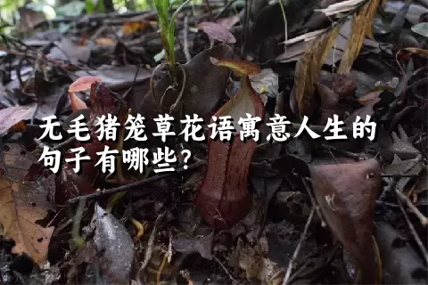 无毛猪笼草花语寓意人生的句子有哪些？