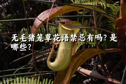 无毛猪笼草花语禁忌有吗？是哪些？