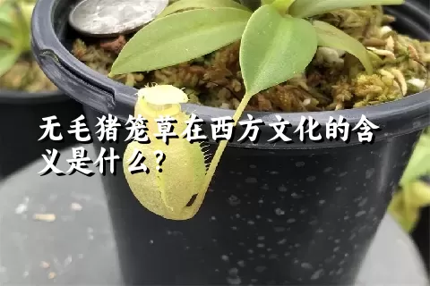 无毛猪笼草在西方文化的含义是什么？