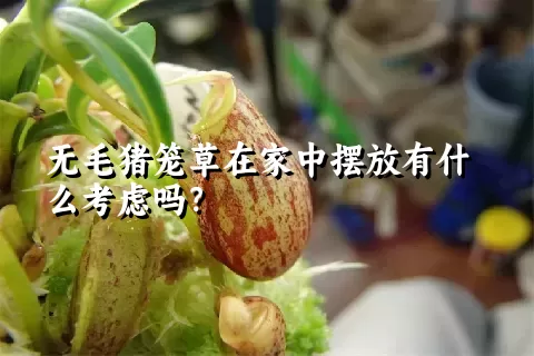 无毛猪笼草在家中摆放有什么考虑吗？