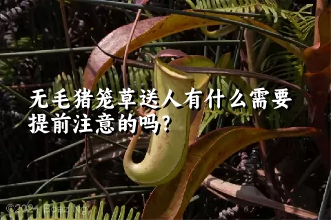 无毛猪笼草送人有什么需要提前注意的吗？