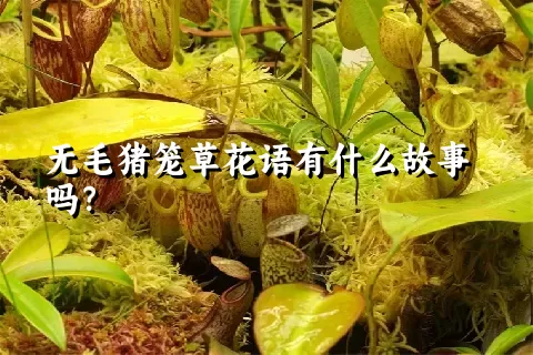 无毛猪笼草花语有什么故事吗？