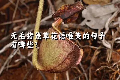 无毛猪笼草花语唯美的句子有哪些？