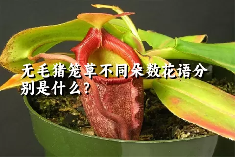 无毛猪笼草不同朵数花语分别是什么？