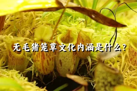 无毛猪笼草文化内涵是什么？