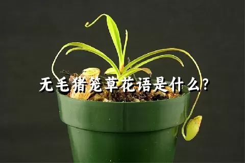 无毛猪笼草花语是什么？