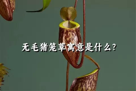 无毛猪笼草寓意是什么？