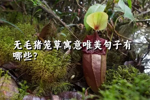 无毛猪笼草寓意唯美句子有哪些？