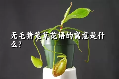 无毛猪笼草花语的寓意是什么？