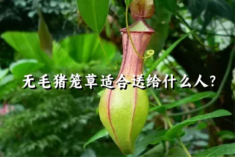 无毛猪笼草适合送给什么人？