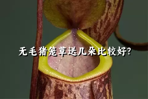 无毛猪笼草送几朵比较好？