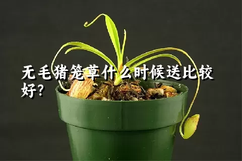 无毛猪笼草什么时候送比较好？