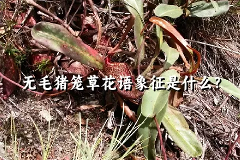 无毛猪笼草花语象征是什么？