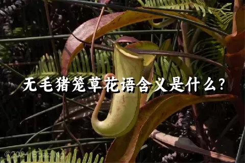 无毛猪笼草花语含义是什么？