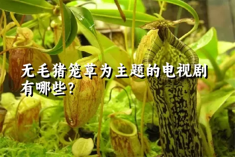 无毛猪笼草为主题的电视剧有哪些？