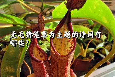 无毛猪笼草为主题的诗词有哪些？