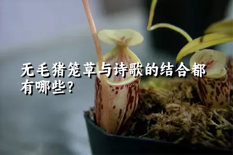 无毛猪笼草与诗歌的结合都有哪些？