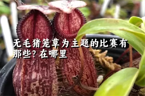 无毛猪笼草为主题的比赛有那些？在哪里