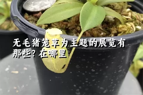 无毛猪笼草为主题的展览有那些？在哪里