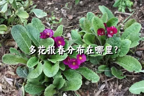 多花报春分布在哪里?