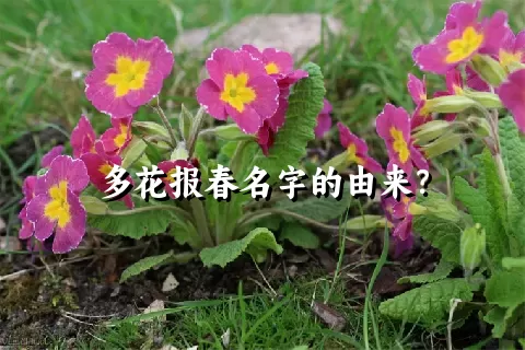 多花报春名字的由来？