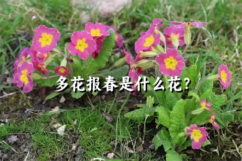 多花报春是什么花？