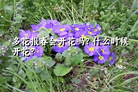 多花报春会开花吗？什么时候开花？