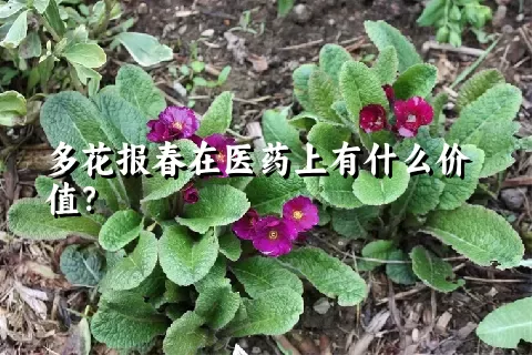 多花报春在医药上有什么价值？