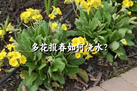 多花报春如何浇水？