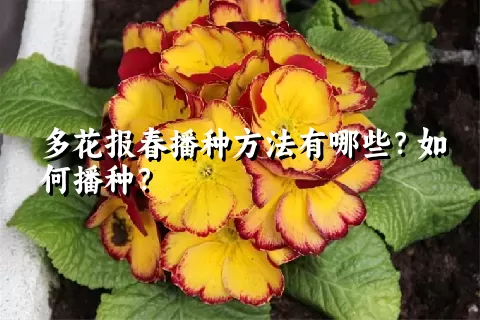 多花报春播种方法有哪些？如何播种？