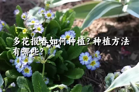 多花报春如何种植？种植方法有哪些？