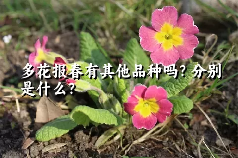 多花报春有其他品种吗？分别是什么？