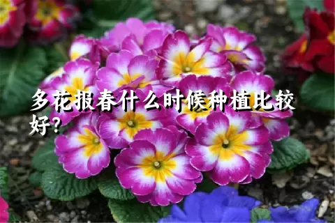 多花报春什么时候种植比较好？