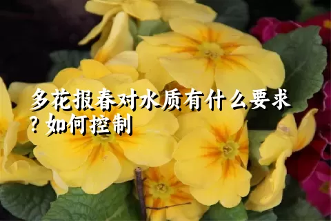 多花报春对水质有什么要求？如何控制