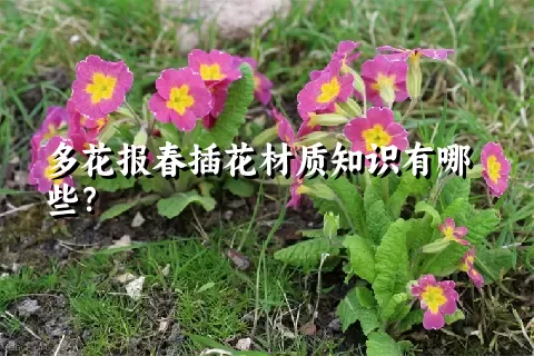 多花报春插花材质知识有哪些？