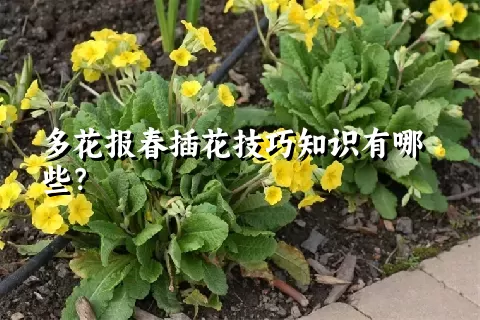 多花报春插花技巧知识有哪些？