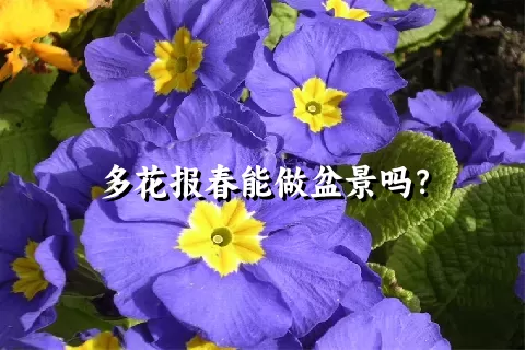 多花报春能做盆景吗？