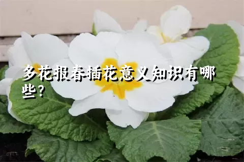 多花报春插花意义知识有哪些？