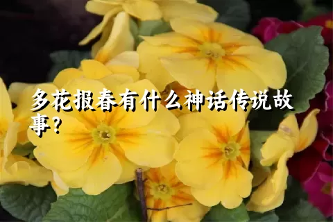 多花报春有什么神话传说故事？