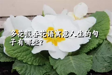 多花报春花语寓意人生的句子有哪些？