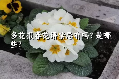 多花报春花语禁忌有吗？是哪些？