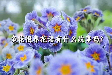 多花报春花语有什么故事吗？