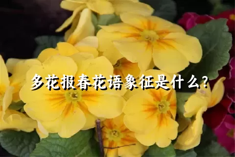 多花报春花语象征是什么？