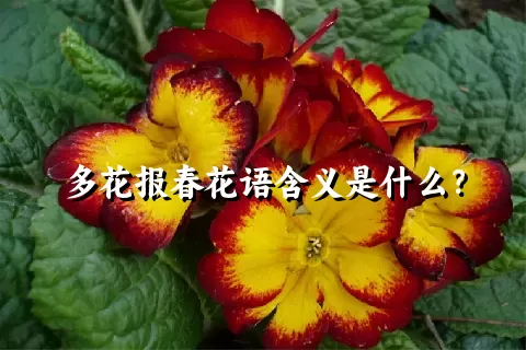 多花报春花语含义是什么？