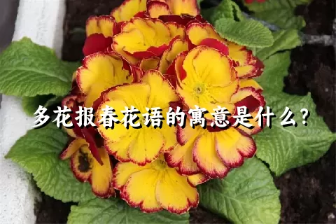 多花报春花语的寓意是什么？