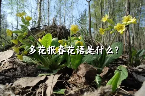 多花报春花语是什么？