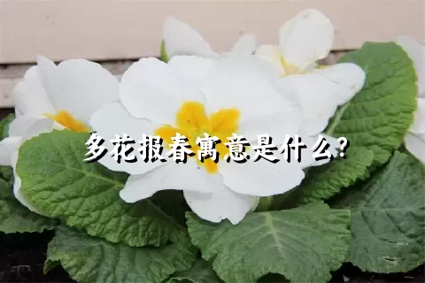 多花报春寓意是什么？