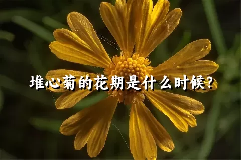 堆心菊的花期是什么时候？