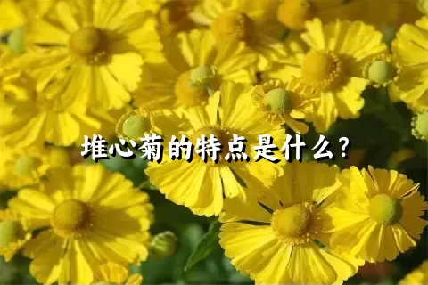 堆心菊的特点是什么？